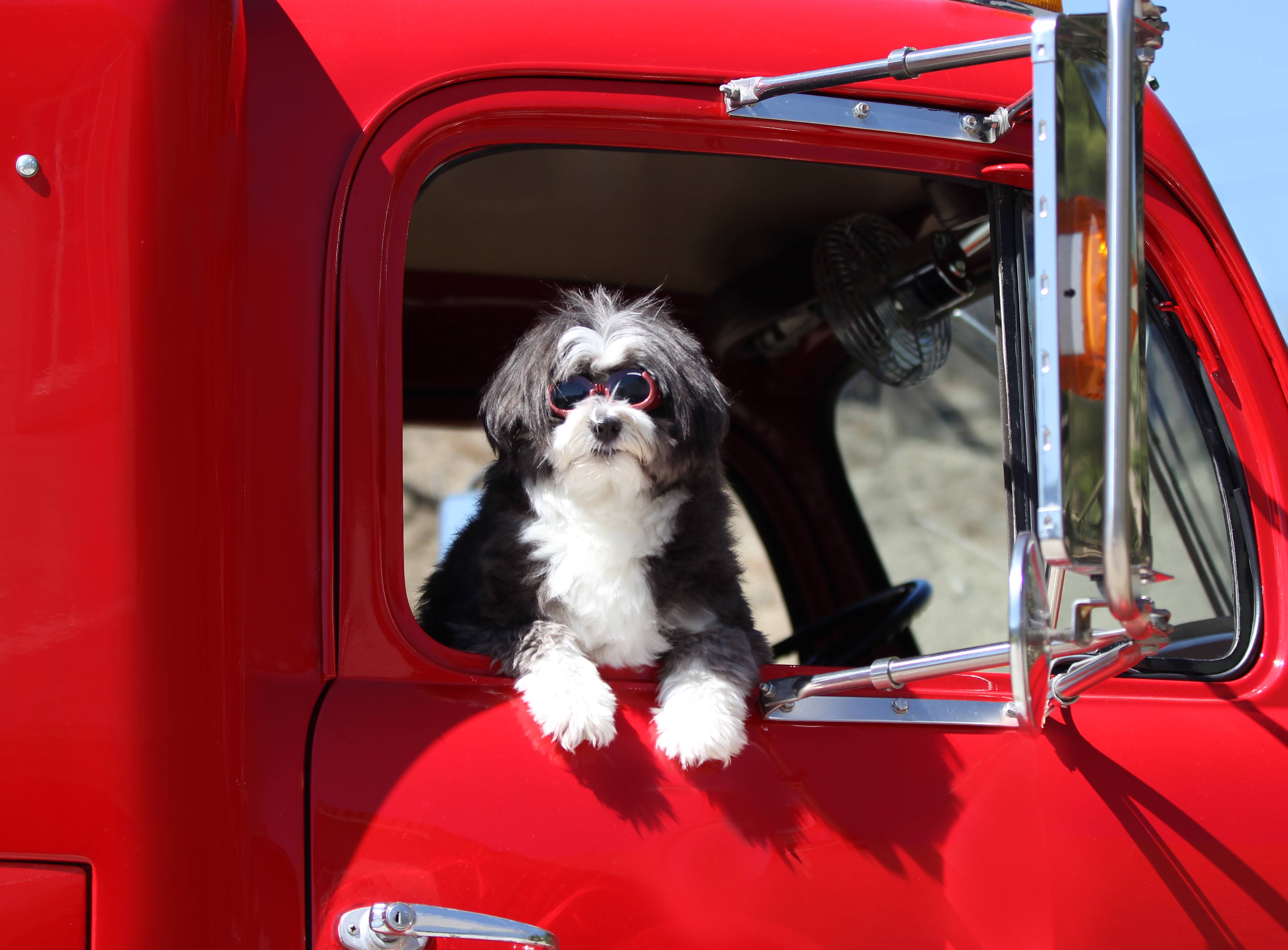 Dog looking out of truck | Wiers